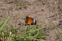 Danaus chrysippus orientis