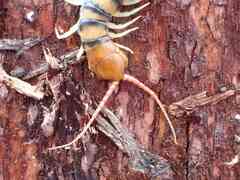 Scolopendra morsitans