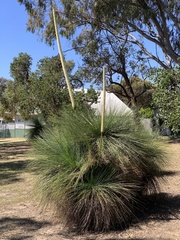 Xanthorrhoea preissii