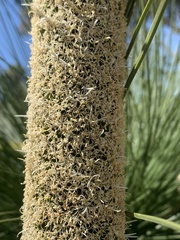 Xanthorrhoea preissii