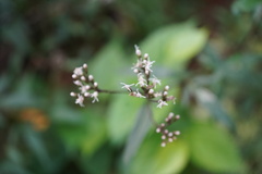Cyanthillium cinereum