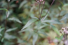 Cyanthillium cinereum