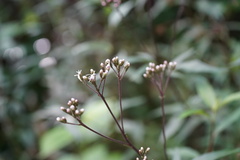 Cyanthillium cinereum
