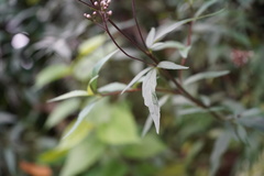 Cyanthillium cinereum