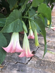 Brugmansia