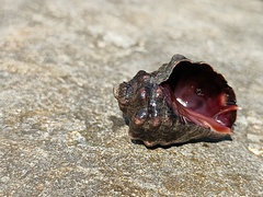 Mexacanthina