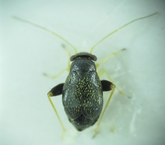 Halticus macrocephalus