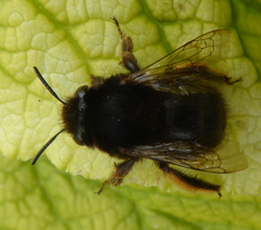 Anthophora plumipes