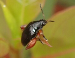 Arsipoda holomelaena