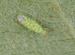 Malacocoris chlorizans