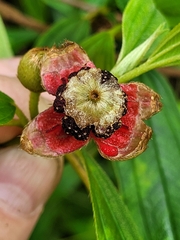 Melastomeae