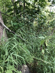 Muhlenbergia sylvatica