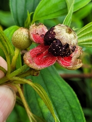 Melastomeae