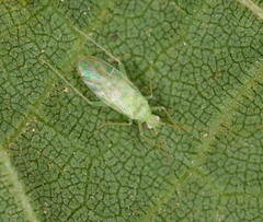 Malacocoris chlorizans