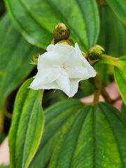 Melastomeae
