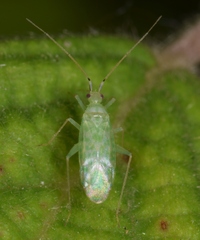 Malacocoris chlorizans
