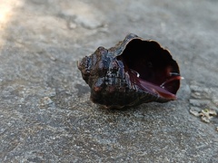 Mexacanthina