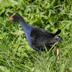 Porphyrio melanotus melanotus