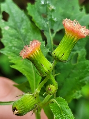 Crassocephalum crepidioides