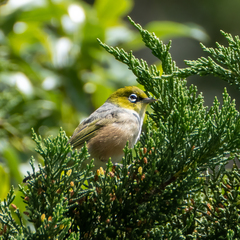 Zosterops lateralis lateralis