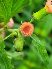 Crassocephalum crepidioides