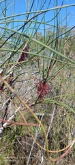 Melaleuca alilateralis