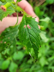 Crassocephalum crepidioides