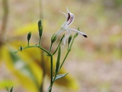 Andrographis paniculata