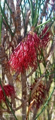 Melaleuca alilateralis