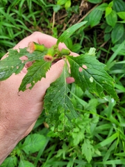 Crassocephalum crepidioides