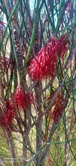 Melaleuca alilateralis