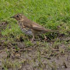Turdus philomelos clarkei