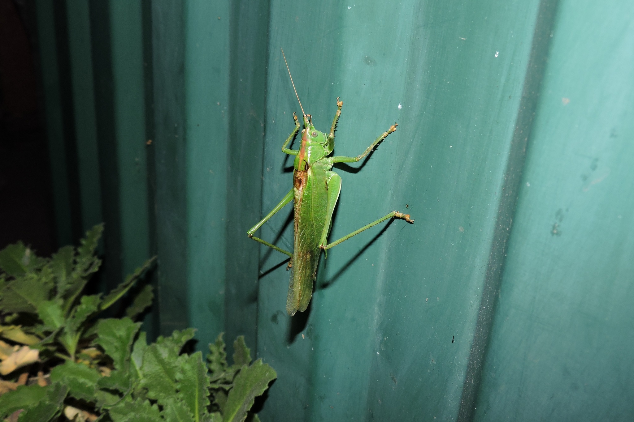 Tettigonia viridissima