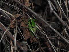 Eupholidoptera chabrieri