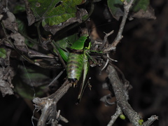 Eupholidoptera chabrieri