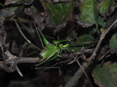 Eupholidoptera chabrieri