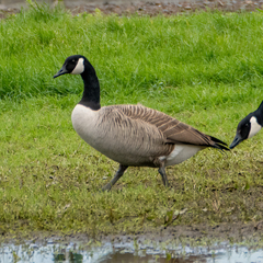 Branta canadensis maxima