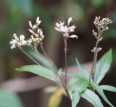Cyanthillium cinereum