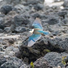 Todiramphus sanctus vagans