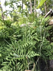 Muhlenbergia sylvatica