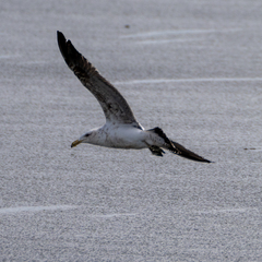 Larus dominicanus dominicanus