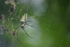Trichonephila antipodiana