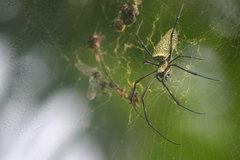 Trichonephila antipodiana