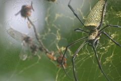 Trichonephila antipodiana