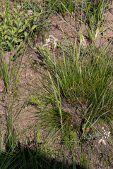 Chlorophytum cooperi