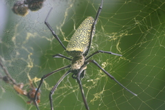 Trichonephila antipodiana