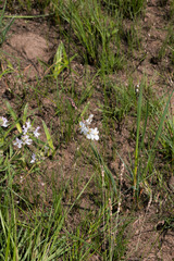 Chlorophytum cooperi