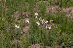 Chlorophytum cooperi