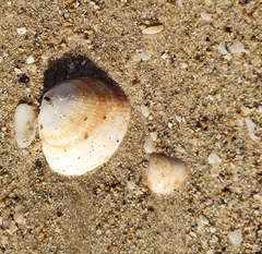 Glycymeris nummaria