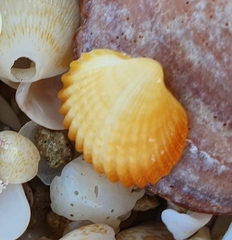 Cerastoderma glaucum